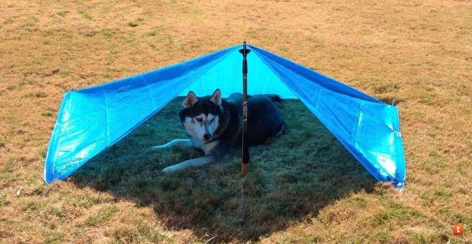 dog camping tarp