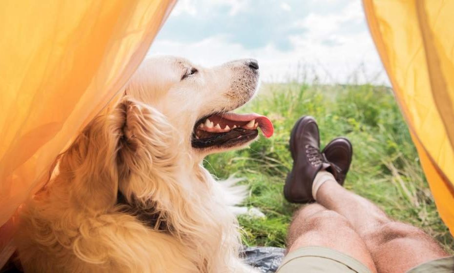 7 Practical Tents for Camping with Dogs